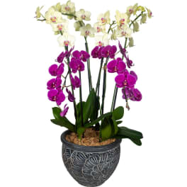 Premium Local Phalaenopsis Plant (6 Stems)