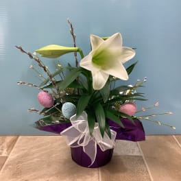 Easter Lily