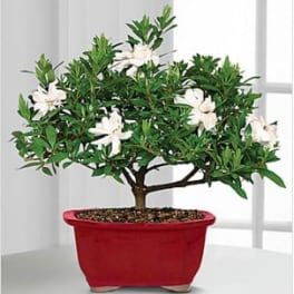 Scenic Snowfall Holiday Gardenia Bonsai