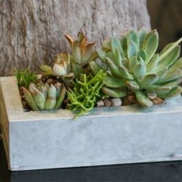 Succulent Garden in Zinc Container