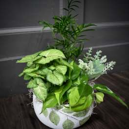 Green Serene Dish Garden