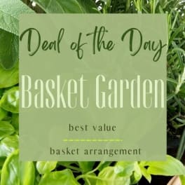 Deal of the Day - Basket Garden -