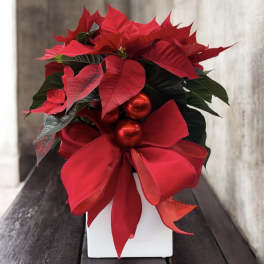 Holiday Luxe Poinsettia
