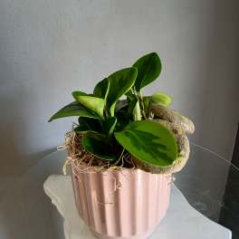 Peperomia in pink pot (small)