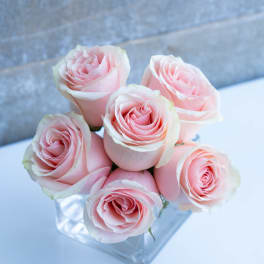 small cube 1/2 dozen blush roses