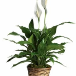 Lush green peace lily plant with white blooms in a woven basket pot