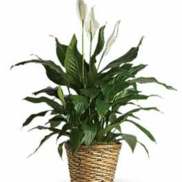 Tall peace lily plant with white blooms in a woven basket planter