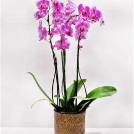Premium Local Phalaenopsis Garden (4 Stems) Locally Grown