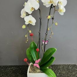 Double Stem Orchid