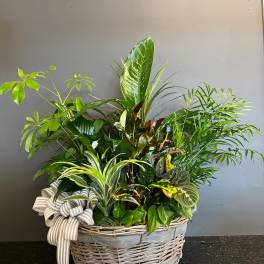 Large plant basket