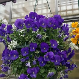 Spring Hanging Basket GC-G002