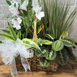 Basket planter with white alstroemeria and assorted green plants accented with a white ribbon bow