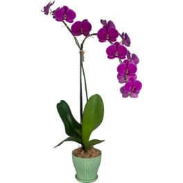 Local Fancy Phalaenopsis Garden (2 Stems)