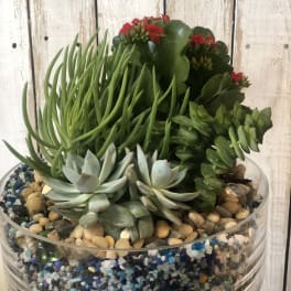 Succulent Garden