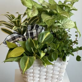 Medium basket of plants