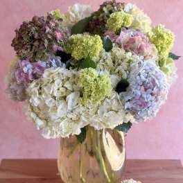 Fluffy Hydrangeas