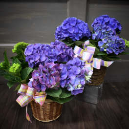 Blue Hydrangea Plant
