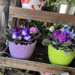 African Violets Planter