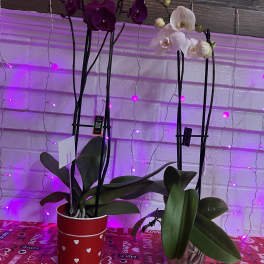 Valentine Phalaenopsis Orchid