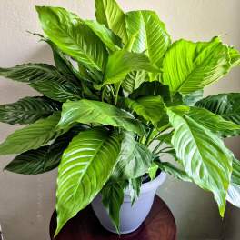 Peace Lily
