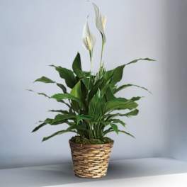 Spathiphyllum Peace Lily Plant