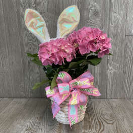 Pink Easter Hydrangea