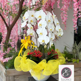 Orchid Arrangement #15