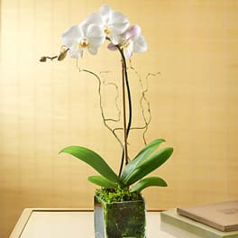 Elegant Orchid
