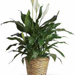 Potted peace lily plant with white blooms in a woven basket