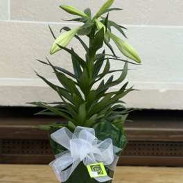 6" Wrapped Easter Lily