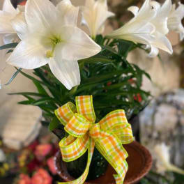Sympathy Lily Planter