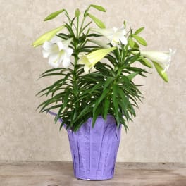 Double Easter Lily