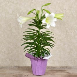 Easter Lily