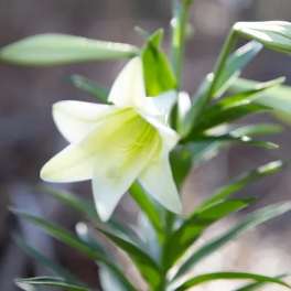 Easter Lily Single
