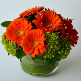 Compact arrangement of orange gerbera daisies and green hydrangeas in a leaf-lined glass vase.