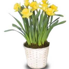 Daffodill Bulb Plant