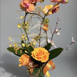 AURORA ORCHIDS