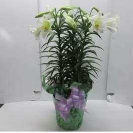 Triple Stem Easter Lily