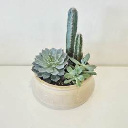 Assorted Succulent plants w/Low Pot