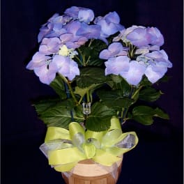Hydrangea Plant* Or Seasonal Blooming Plant