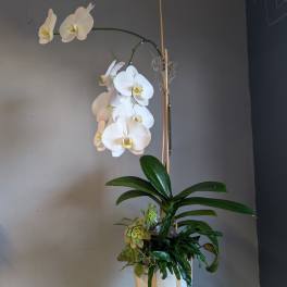 #45 Potter orchids and house plants