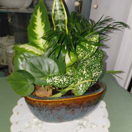 Ceramic Oval Dish Gardens