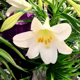 Blooming Easter Lily Plants