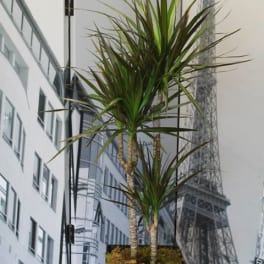 Tall potted dracaena-style houseplant in a black square pot against a cityscape backdrop.