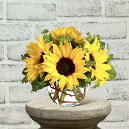 Sunny Sunflower T152-2A