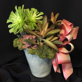 Small Succulent Gardens ~ Our Weekly Selection Varies