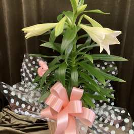 Easter Lily Plant