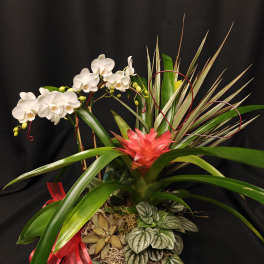 Orchid bromeliad indoor garden