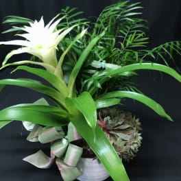 Dish garden of tropical green plants with a white bromeliad bloom in a white ceramic pot with ribbon.