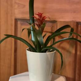 Beaming Bromeliad 4" Pot (Pet friendly)